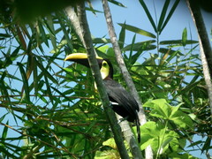 Ramphastos ambiguus