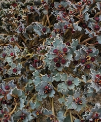 Euphorbia copiapina