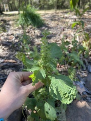 Acalypha ostryifolia