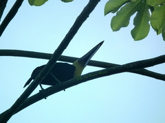Ramphastos ambiguus