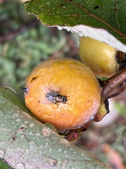 Lucilia