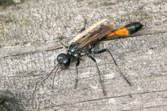 Ammophila sabulosa