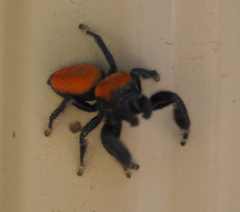 Phidippus cardinalis