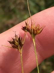 Rhynchospora gracilenta
