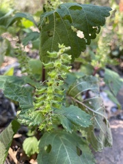 Acalypha ostryifolia