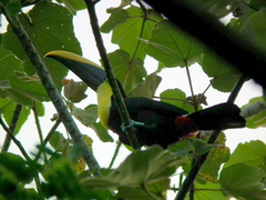 Ramphastos ambiguus