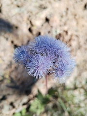 Ageratum corymbosum