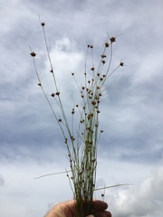 Rhynchospora gracilenta