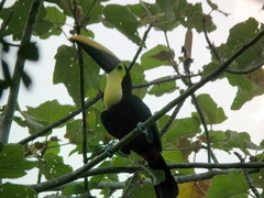 Ramphastos ambiguus