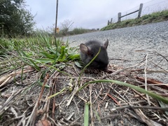 Rattus rattus