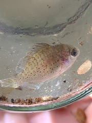 Lepomis punctatus