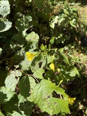 Oenothera parviflora