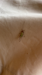 Oecanthus pini