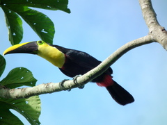 Ramphastos ambiguus