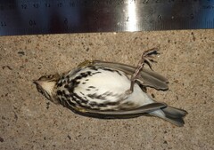 Seiurus aurocapilla