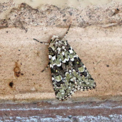 Lacinipolia strigicollis