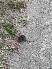 Rattus rattus
