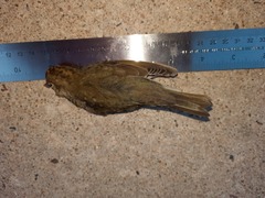 Seiurus aurocapilla