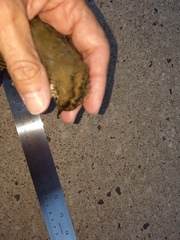 Seiurus aurocapilla