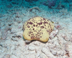 Culcita novaeguineae