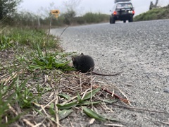 Rattus rattus