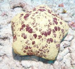 Culcita novaeguineae