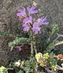 Thymbra capitata