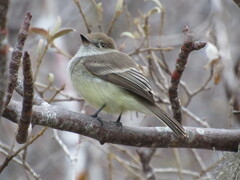 Myiarchus magnirostris