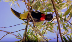 Ramphastos ambiguus