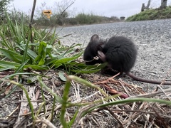 Rattus rattus