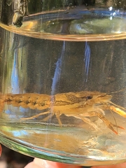 Procambarus versutus