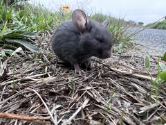 Rattus rattus