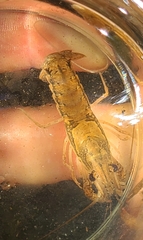 Procambarus versutus