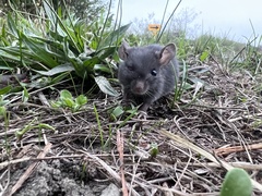 Rattus rattus