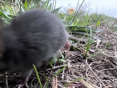 Rattus rattus