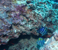 Abudefduf vaigiensis