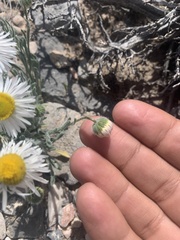 Erigeron pumilus