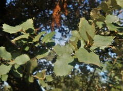 Quercus rotundifolia