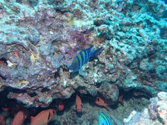 Abudefduf vaigiensis