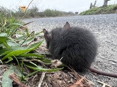 Rattus rattus