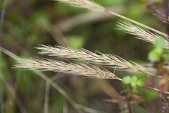 Hordelymus europaeus