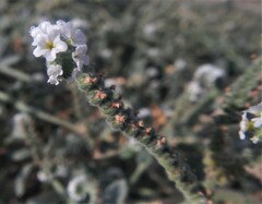 Heliotropium europaeum