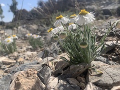 Erigeron pumilus