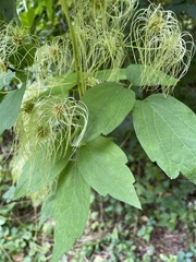 Clematis virginiana