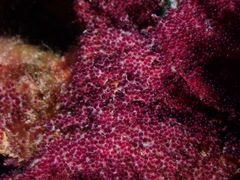Abudefduf vaigiensis