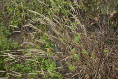 Hordelymus europaeus