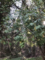 Acer glabrum neomexicanum
