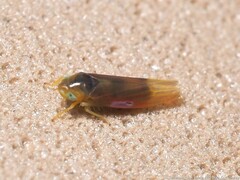 Erythridula crevecoeuri