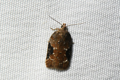 Acleris braunana