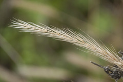 Hordelymus europaeus